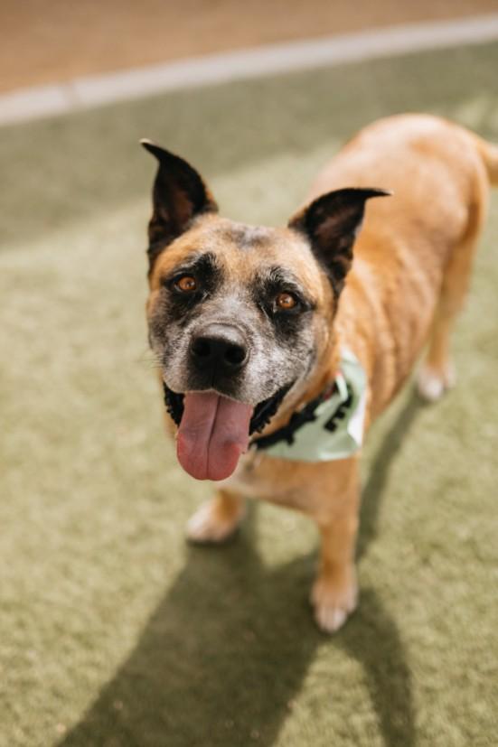 Enlarge TERI, a Adoptable mixed breed in Las Vegas, NV image 1/1