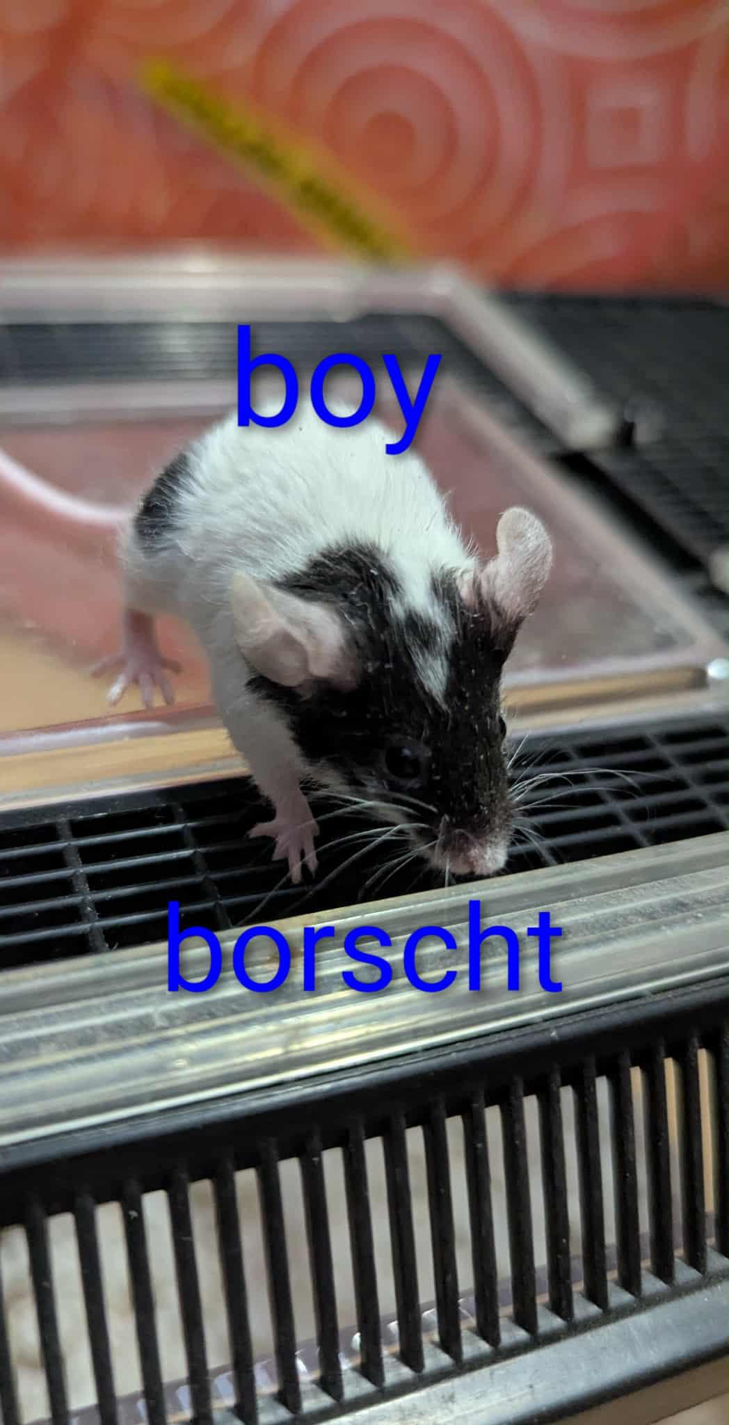 Borscht, Adoptable, Baby Male Mouse.