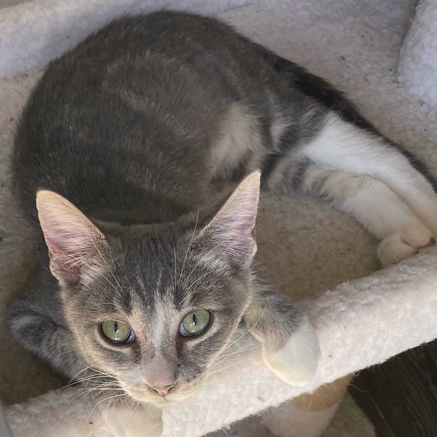 Samantha, an adopted Domestic Short Hair in Kalama, WA image 2/2