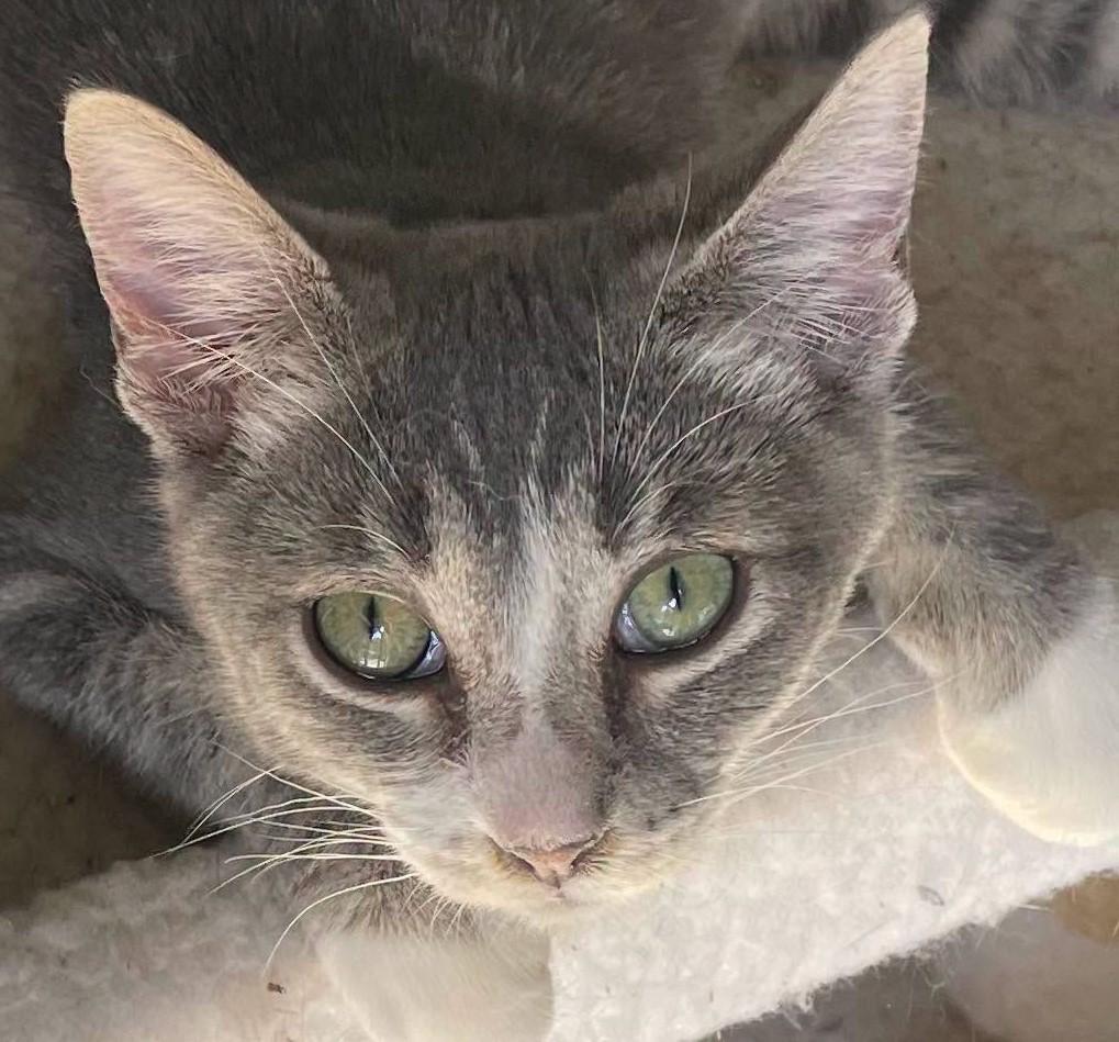 Samantha, an adopted Domestic Short Hair in Kalama, WA image 1/2