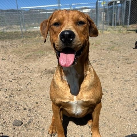 Chablis, ADOPTABLE, Young Female Mixed Breed.
