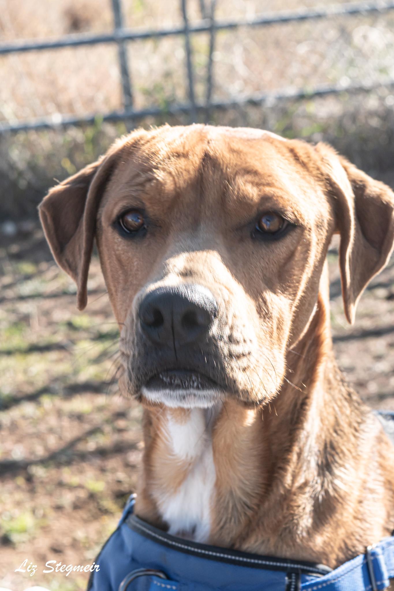 Enlarge Chablis, a ADOPTABLE mixed breed in Mayer, AZ image 2/3