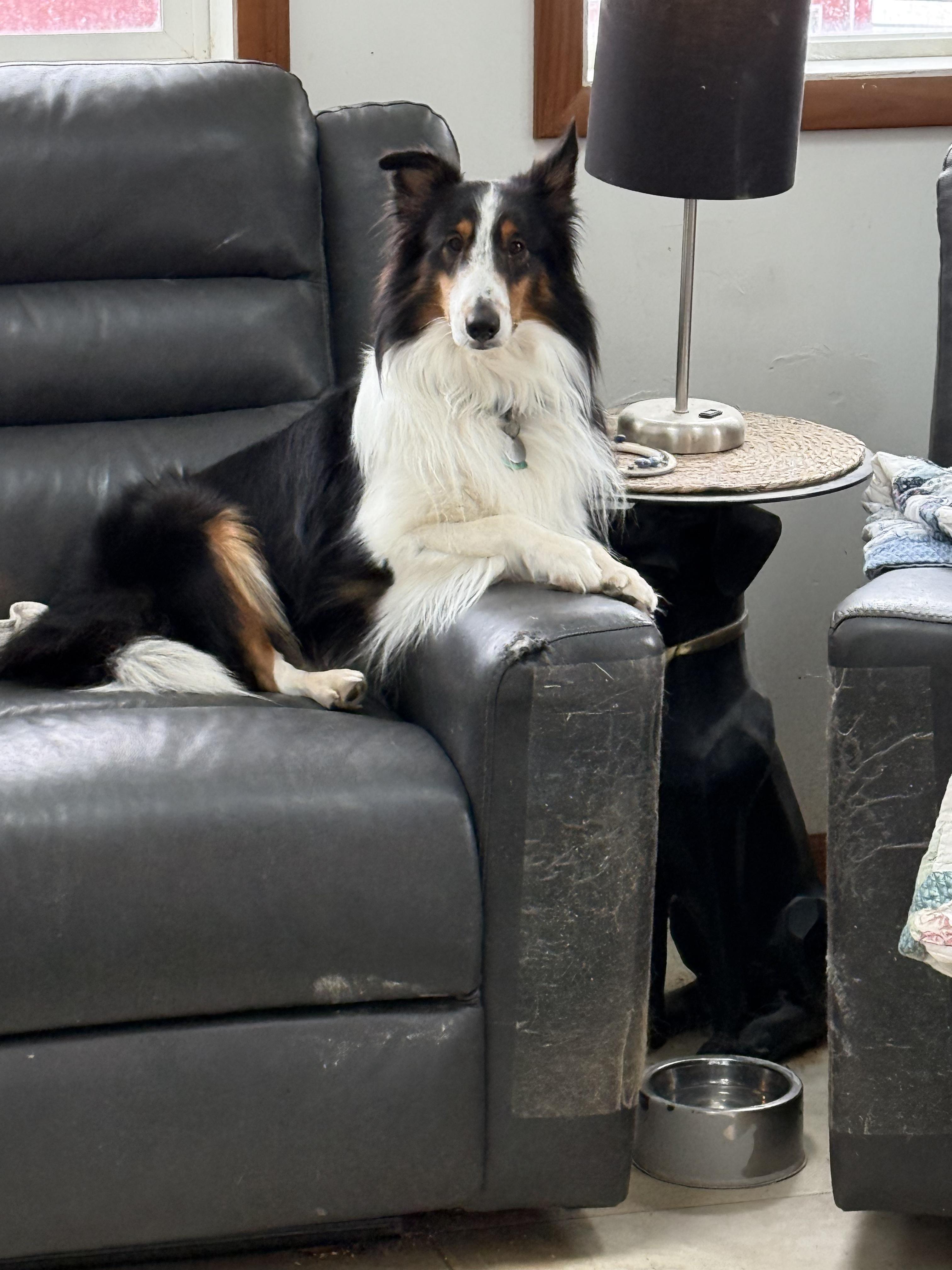 Cody, ADOPTABLE, Adult Male Shetland Sheepdog / Sheltie.