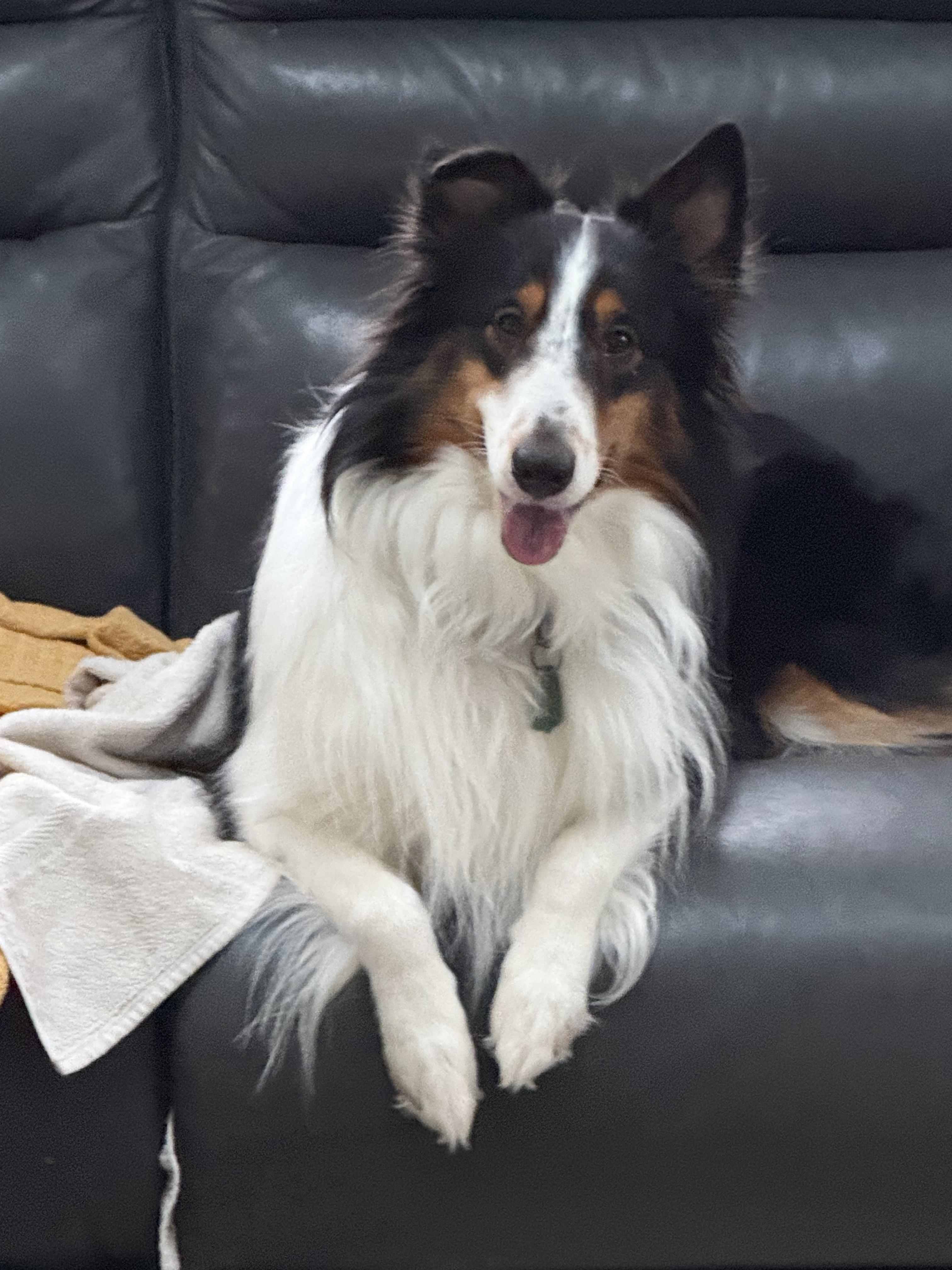 Enlarge Cody, a ADOPTABLE Shetland Sheepdog / Sheltie in Maine, NY image 2/3