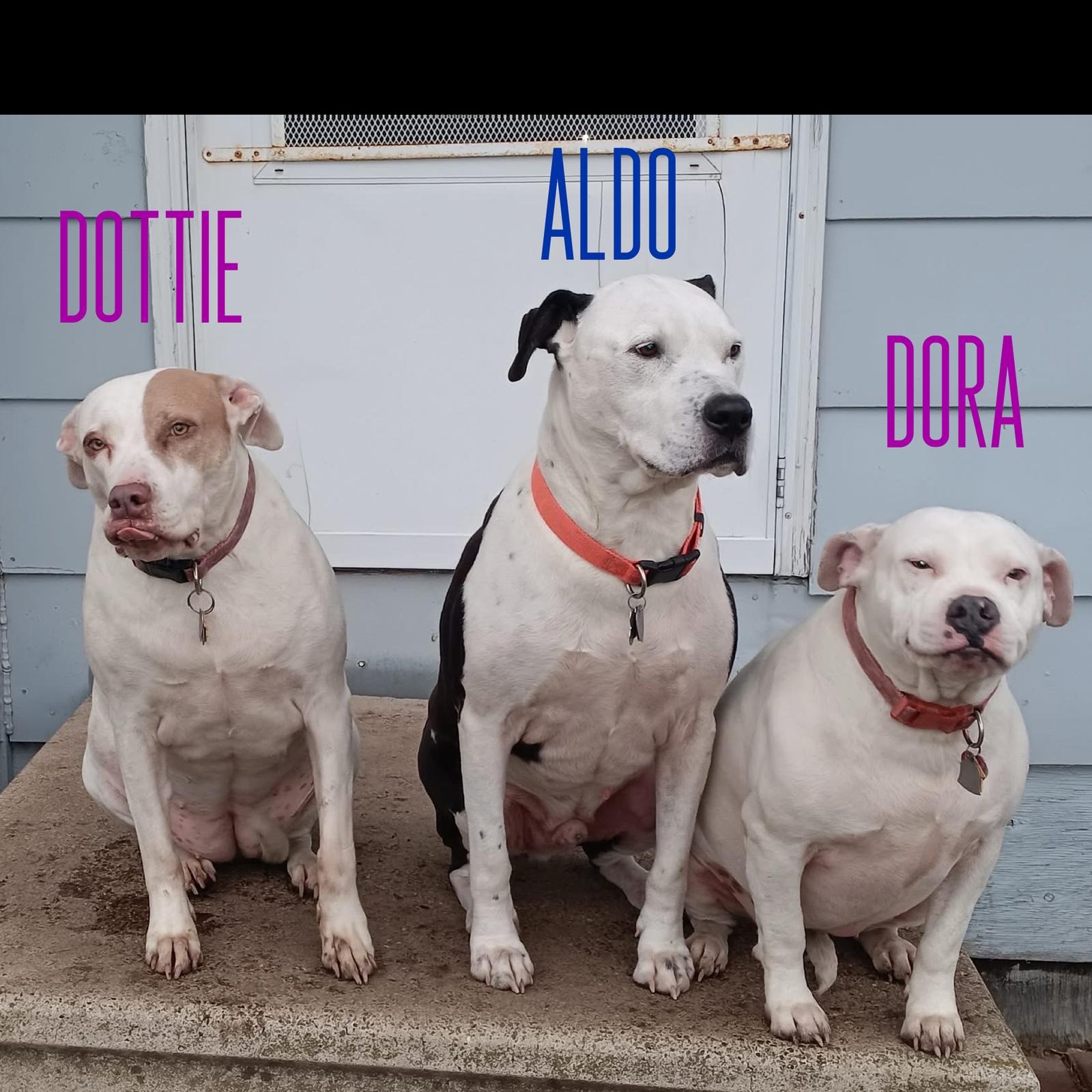 Enlarge Aldo *adoption fee waived*, a Adoptable Pit Bull Terrier in Saint Paul, MN image 1/3