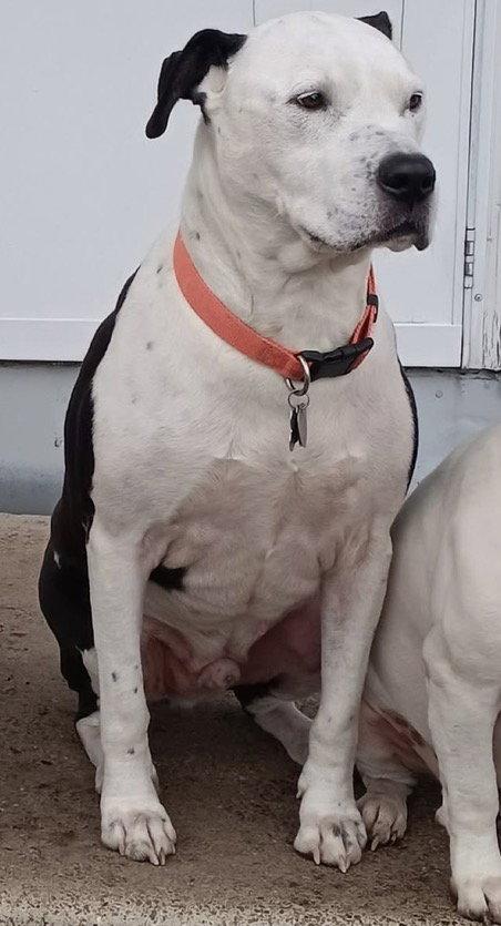 Enlarge Aldo *adoption fee waived*, a Adoptable Pit Bull Terrier in Saint Paul, MN image 2/3
