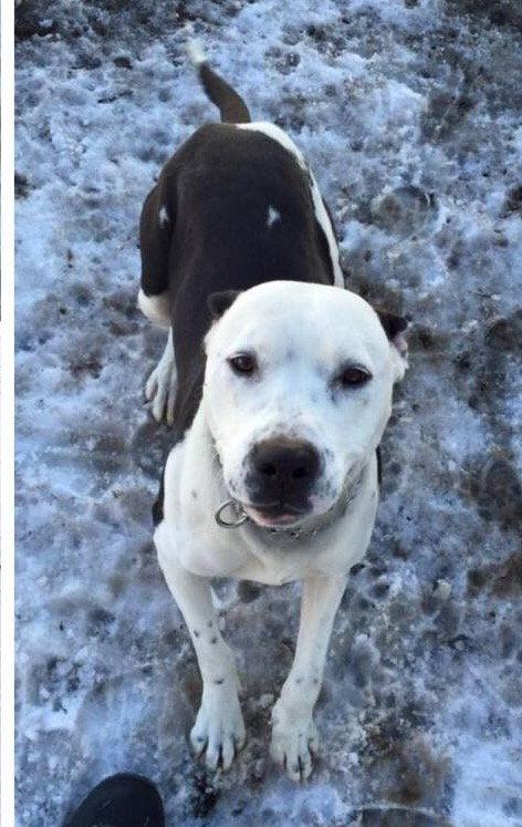 Enlarge Aldo *adoption fee waived*, a Adoptable Pit Bull Terrier in Saint Paul, MN image 3/3