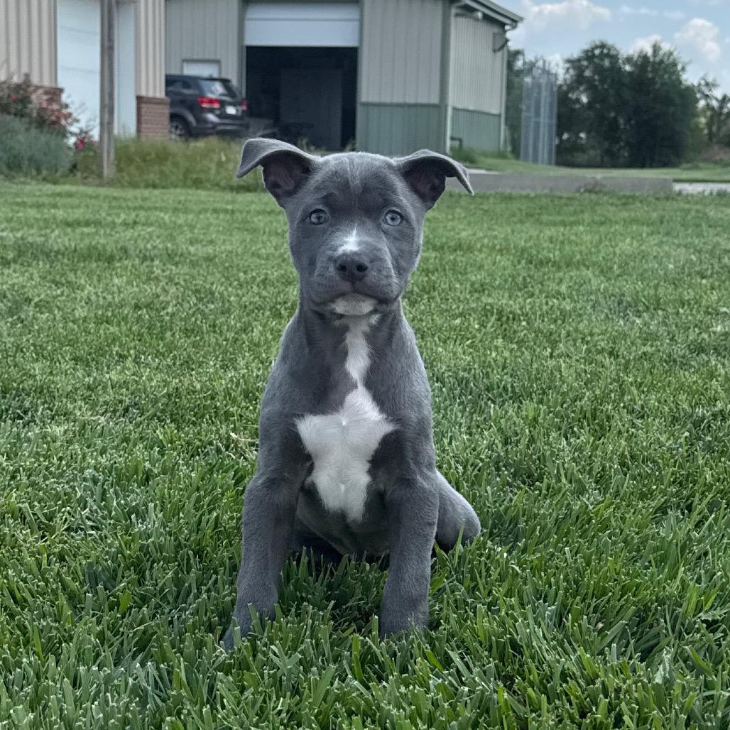 Duckling, Adoptable, Puppy Female Mixed Breed.