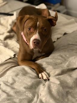 Enlarge Rozie, a ADOPTABLE mixed breed in Denver, CO image 3/5