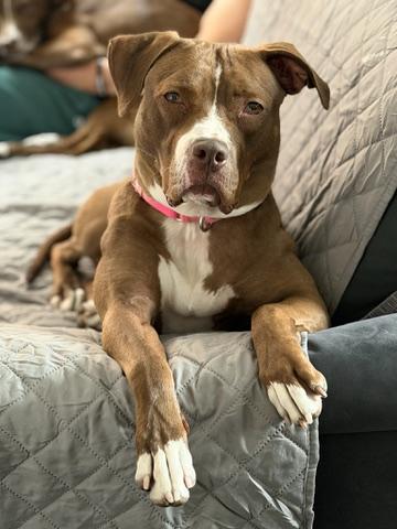 Rozie, ADOPTABLE, Young Female Pit Bull Terrier.