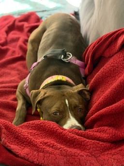 Enlarge Rozie, a ADOPTABLE mixed breed in Denver, CO image 4/5