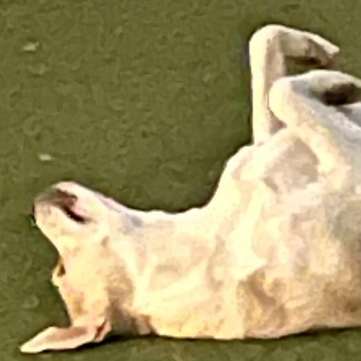 Enlarge MARGARITA, a Adoptable mixed breed in glastonbury, CT image 3/5