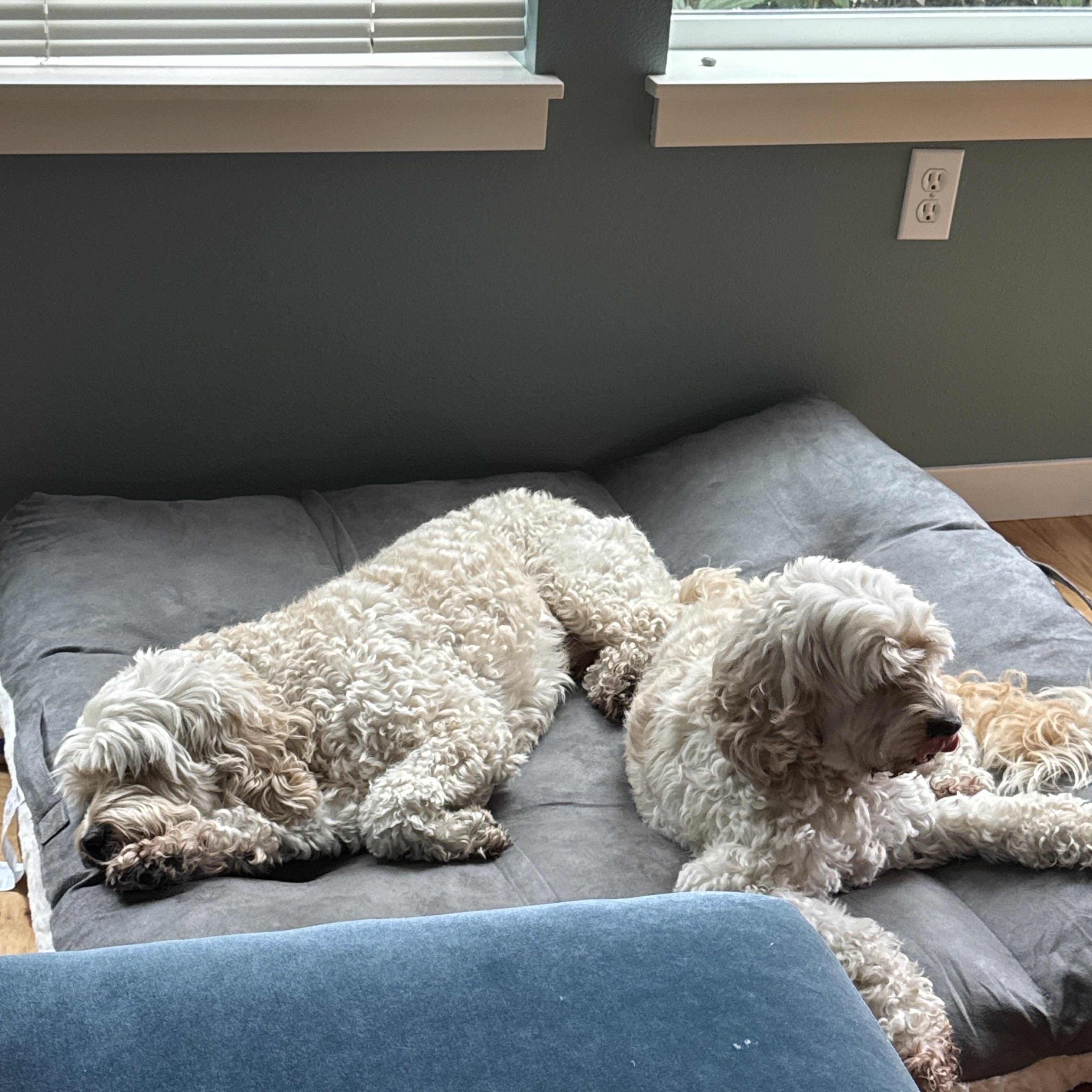 Luke, an adoptable Cockapoo in Port Angeles, WA, 98362 | Photo Image 3