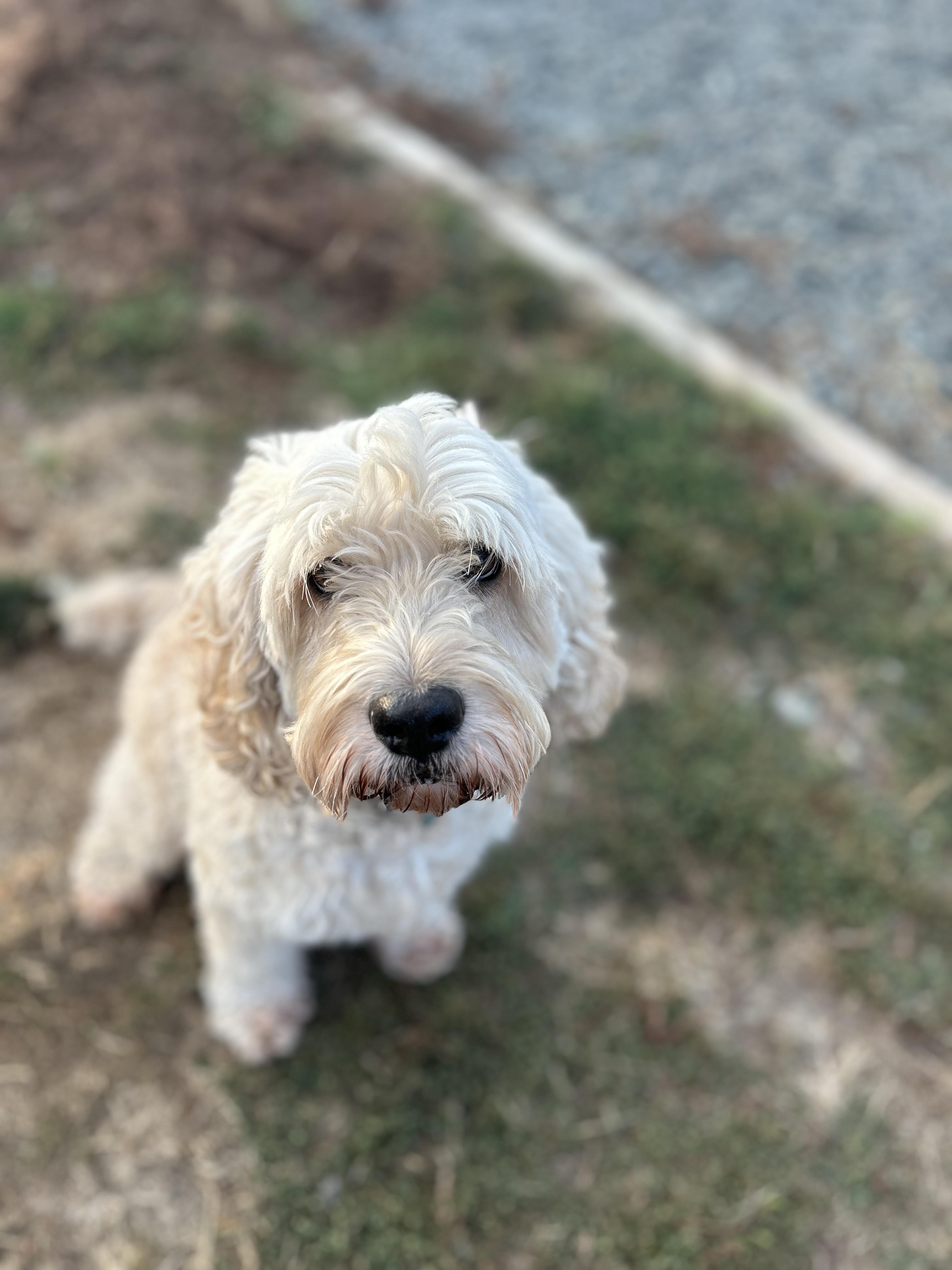 Luke, an adoptable Cockapoo in Port Angeles, WA, 98362 | Photo Image 1