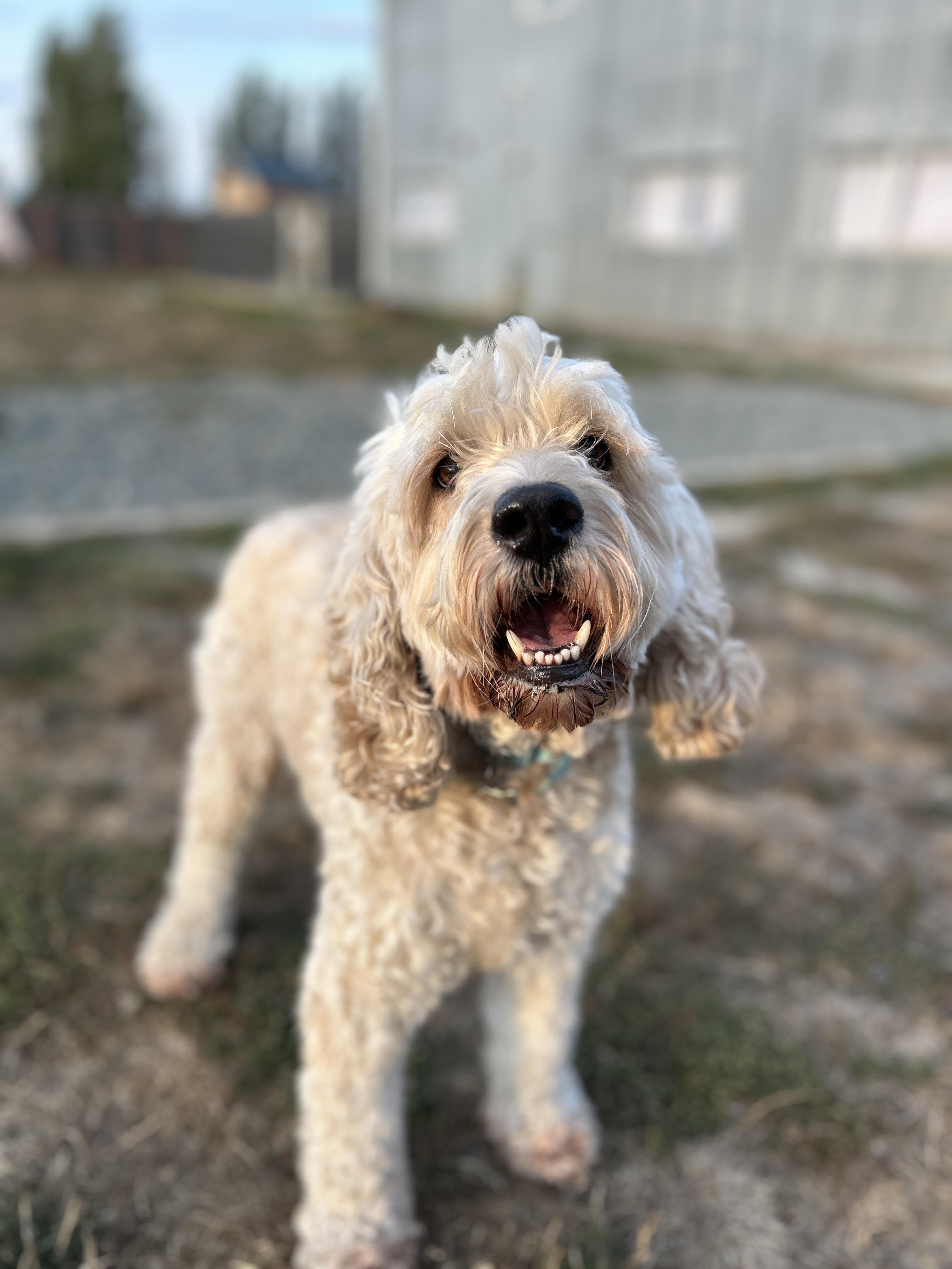 Luke, an adoptable Cockapoo in Port Angeles, WA, 98362 | Photo Image 4