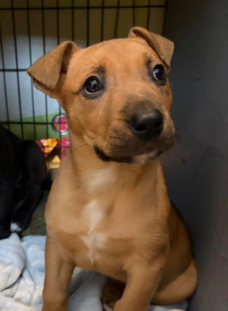 Mocha, Adoptable, Puppy Male Pit Bull Terrier.