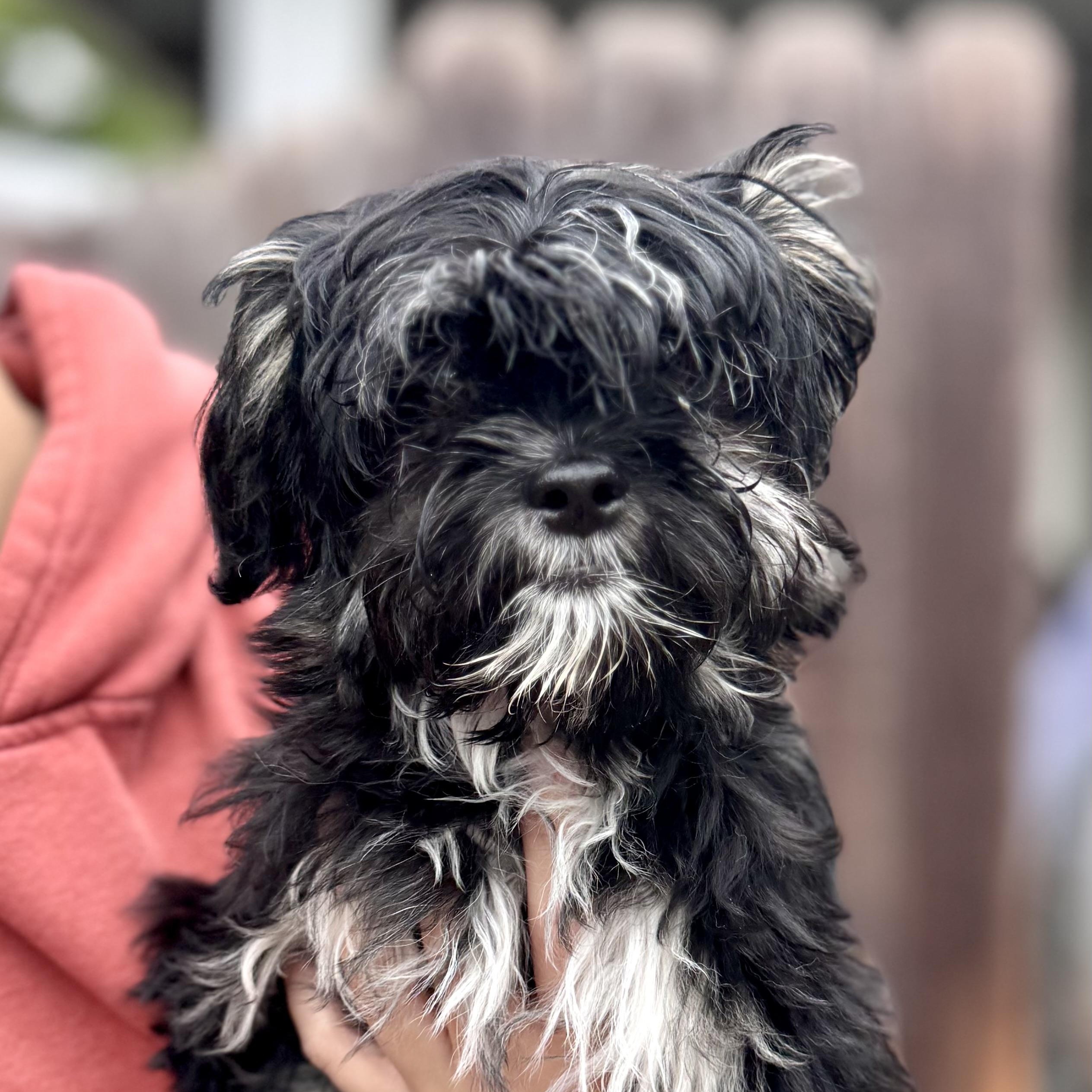BABY LONNIE , adopted, Puppy Female Shih Tzu.
