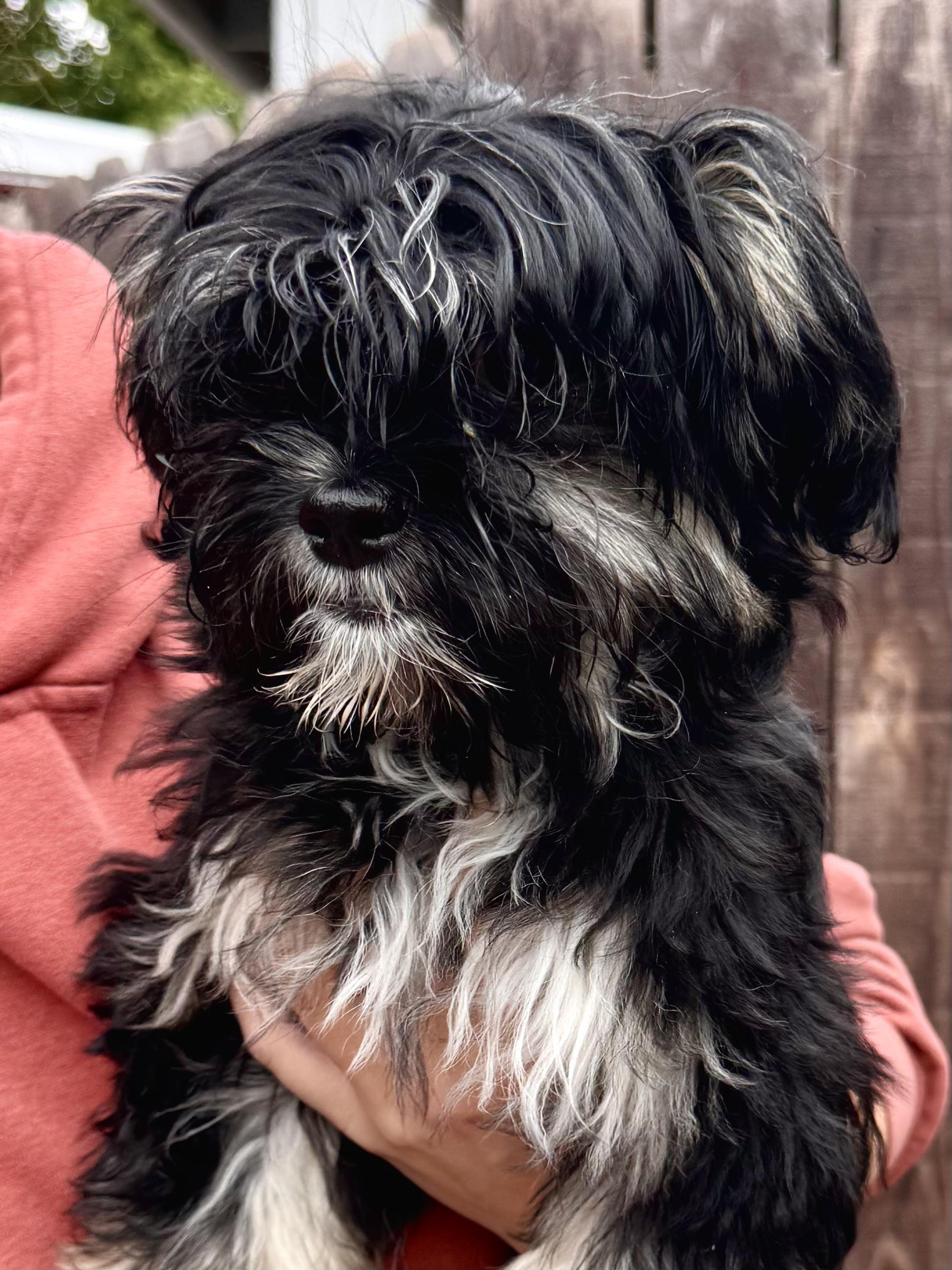 Enlarge BABY LONNIE , an adopted mixed breed in Fresno, CA image 3/3