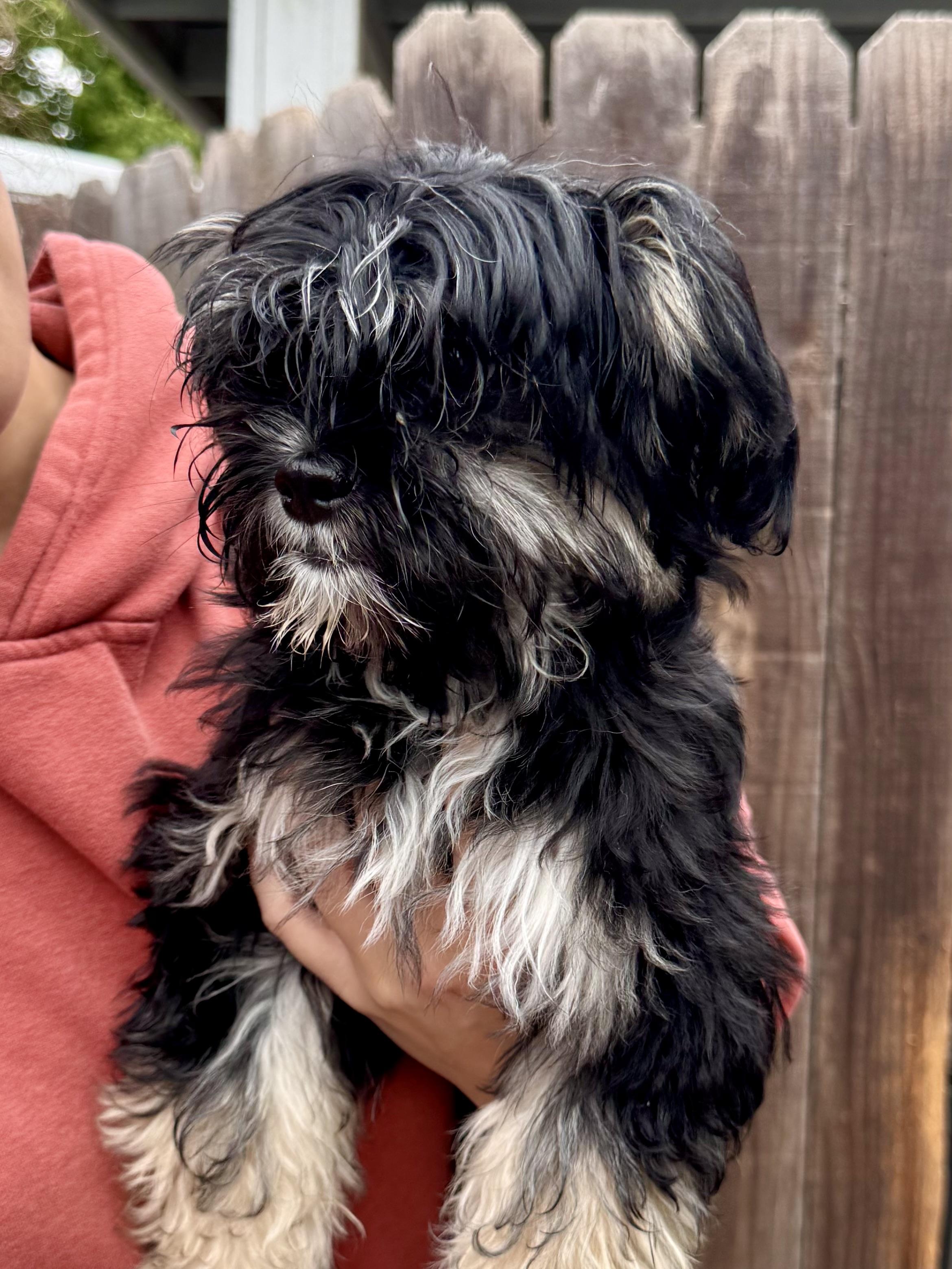Enlarge BABY LONNIE , an adopted mixed breed in Fresno, CA image 2/3