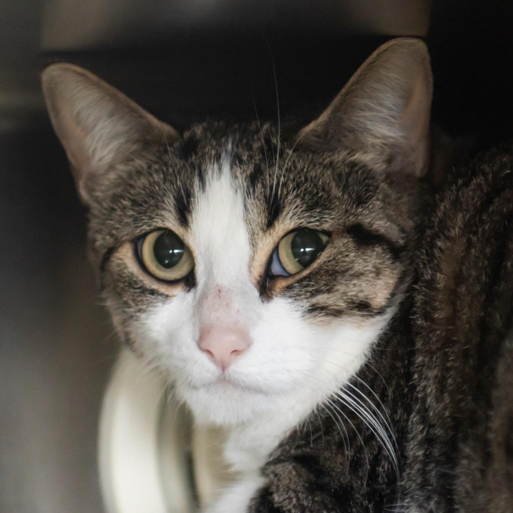 Enlarge Peso, a Adoptable Domestic Short Hair in Middletown, RI image 1/1