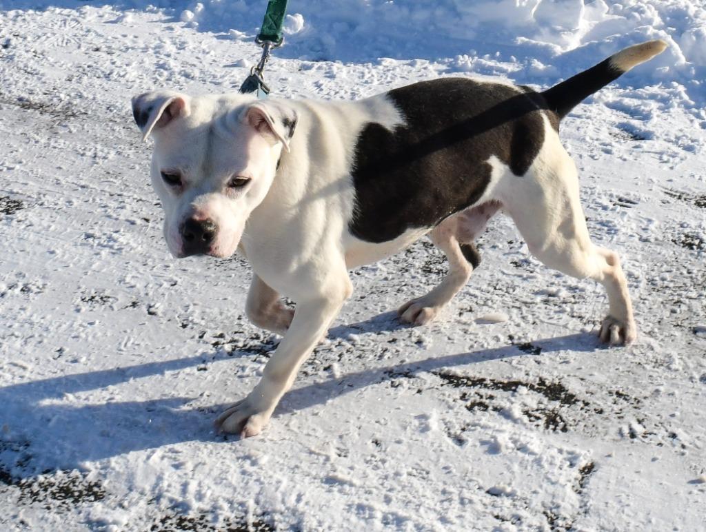 Frito Tot, Adoptable, Adult Male Terrier.