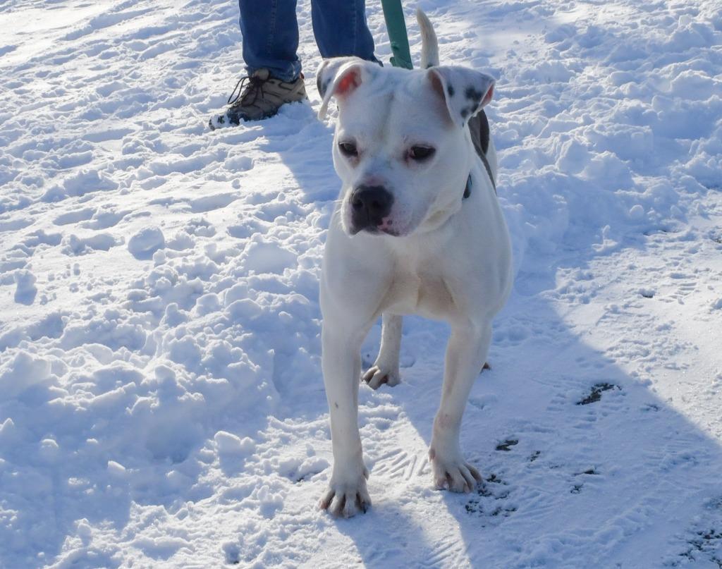 Enlarge Frito Tot, a Adoptable mixed breed in North Syracuse, NY image 3/3