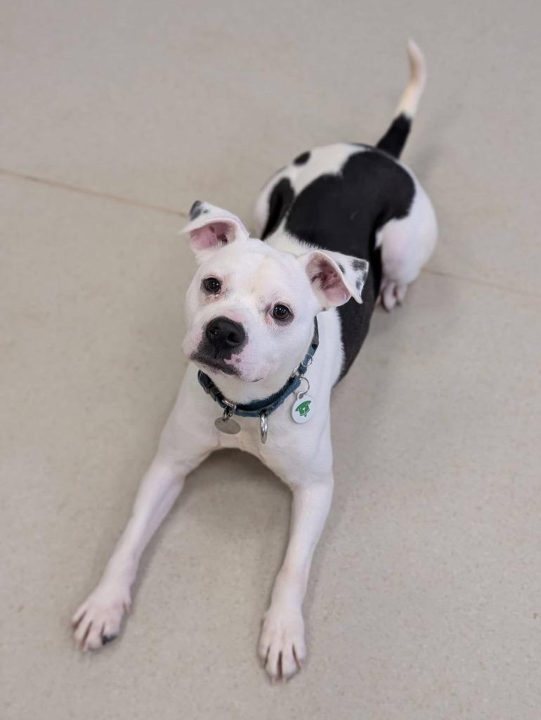 Frito Tot, a Adoptable mixed breed in North Syracuse, NY image 1/6