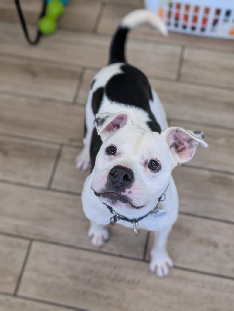 Frito Tot, a Adoptable mixed breed in North Syracuse, NY image 2/6