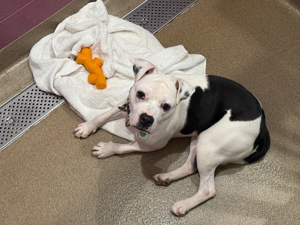 Frito Tot, a Adoptable mixed breed in North Syracuse, NY image 5/6