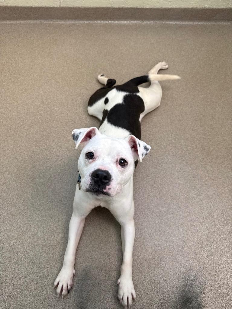 Frito Tot, a Adoptable mixed breed in North Syracuse, NY image 6/6