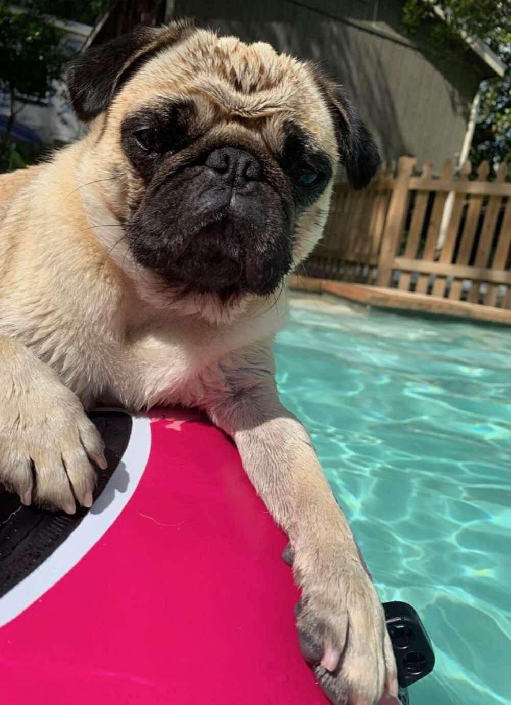 Olive, a ADOPTABLE Pug in metairie, LA image 2/4
