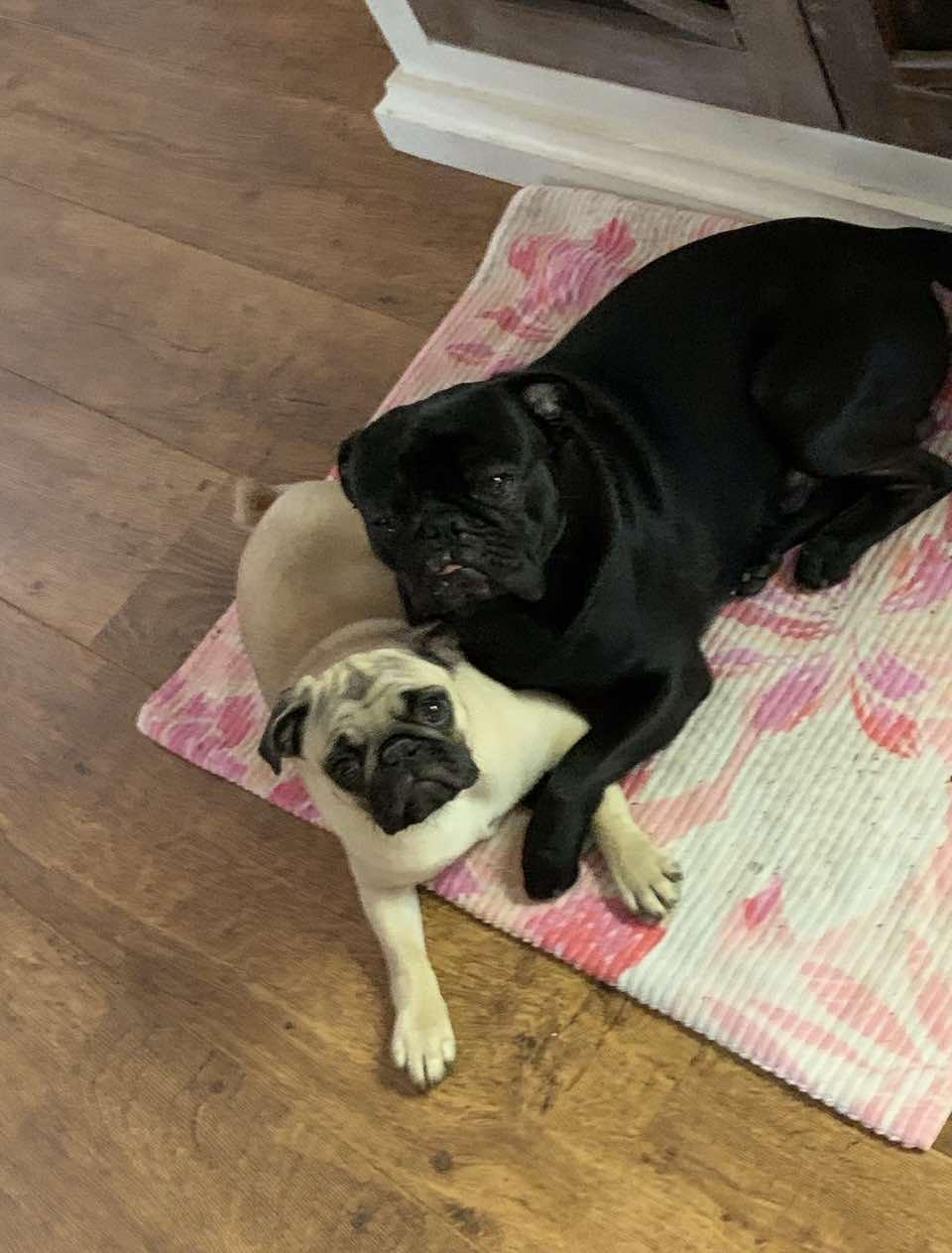 Olive, a ADOPTABLE Pug in metairie, LA image 4/4
