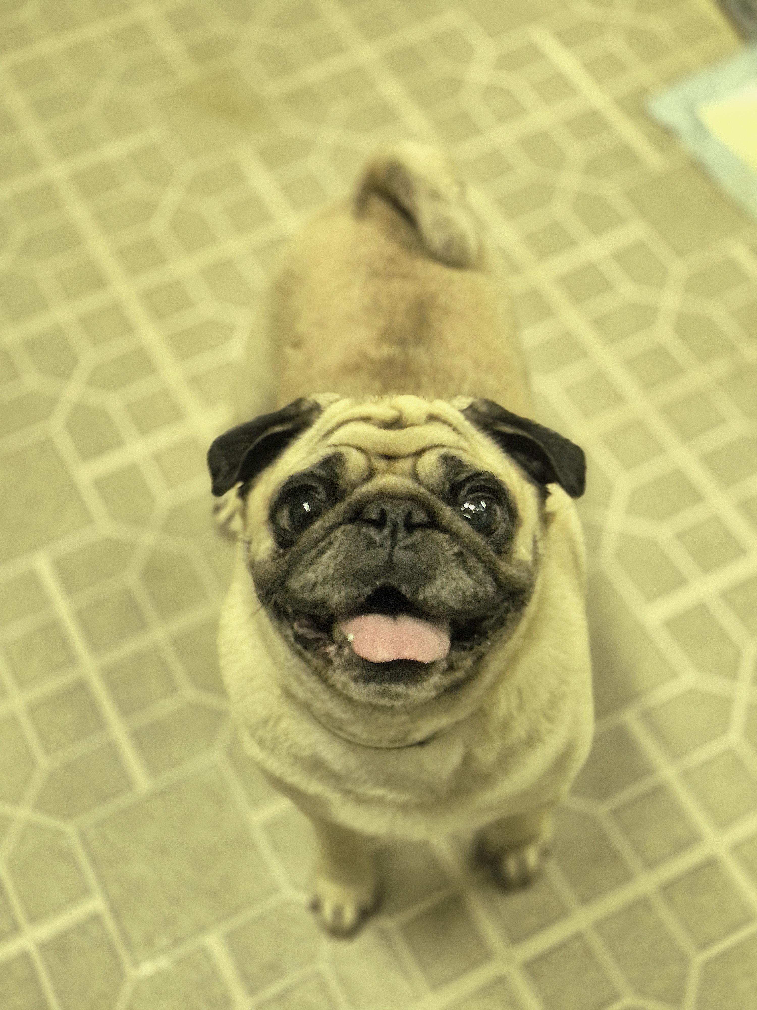 Olive, ADOPTABLE, Adult Female Pug.