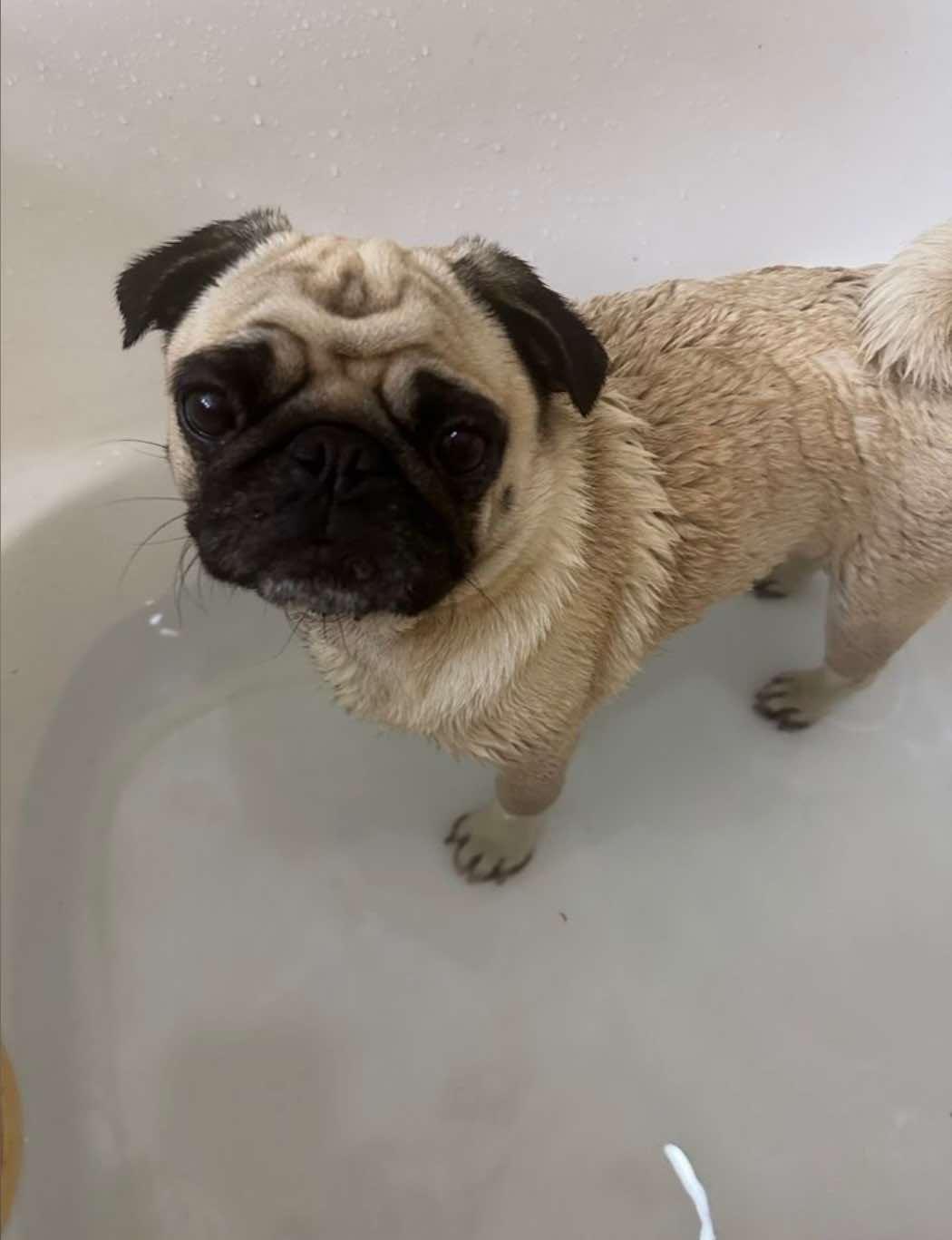Olive, a ADOPTABLE Pug in metairie, LA image 3/4