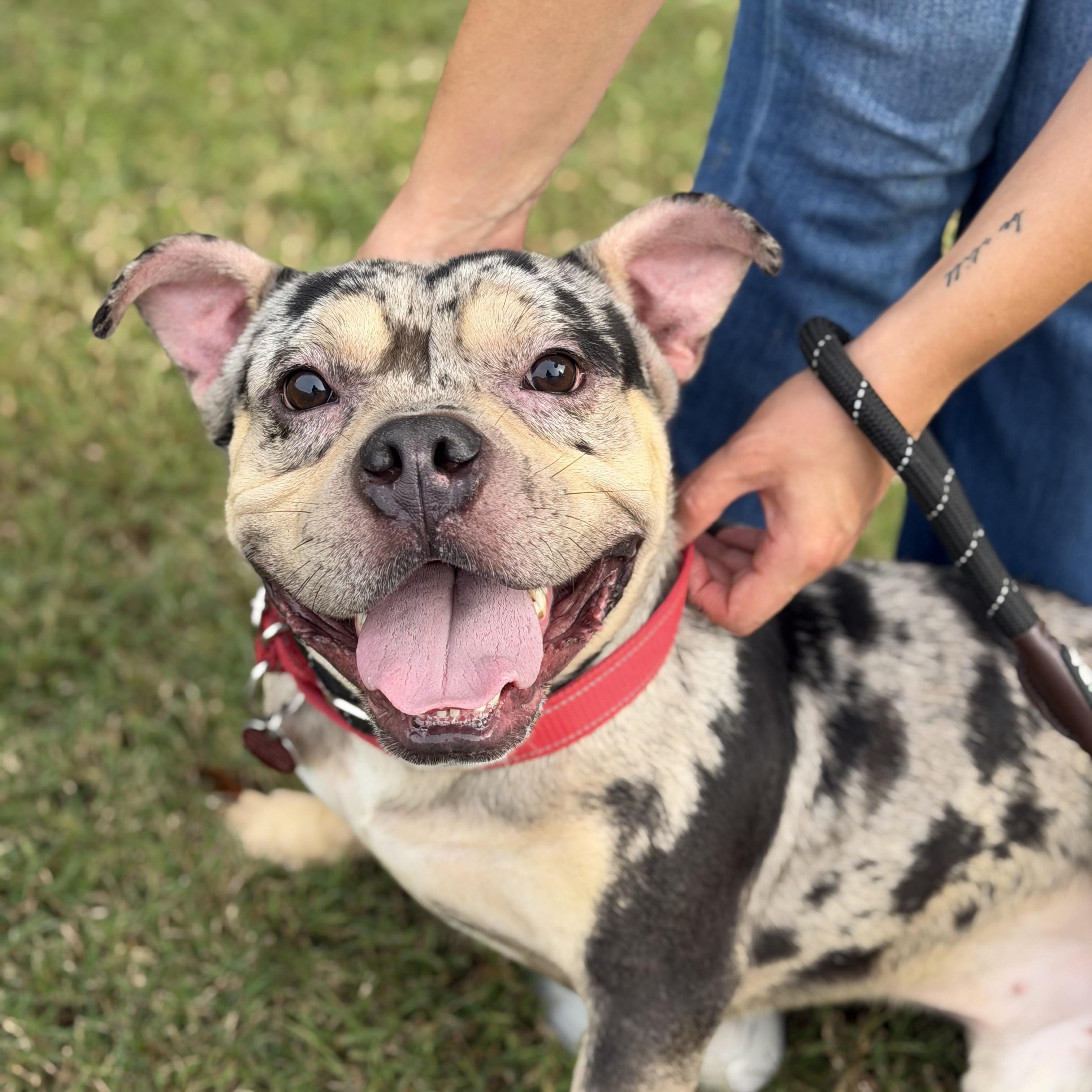 Falcon, Adopted, Adult Male Mixed Breed.