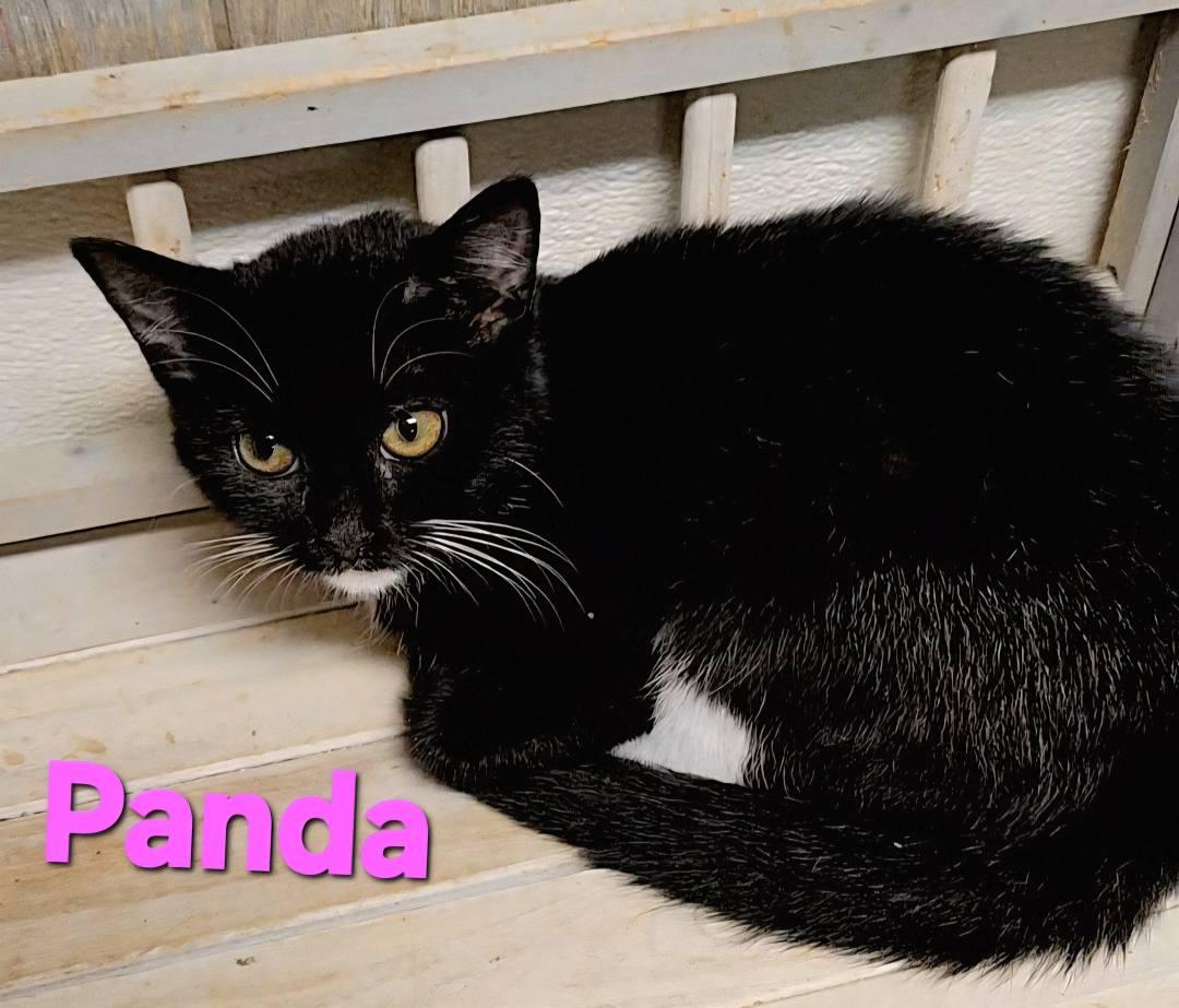 Panda