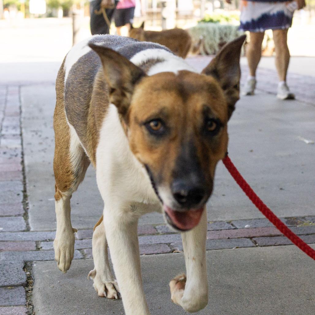 Pebbles, Adoptable, Young Female Black Mouth Cur & Great Pyrenees.