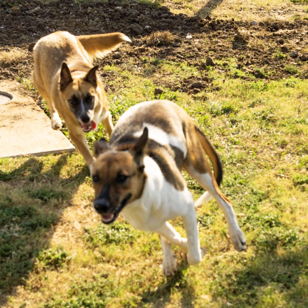 Enlarge Pebbles, a Adoptable mixed breed in Boulder, CO image 4/6
