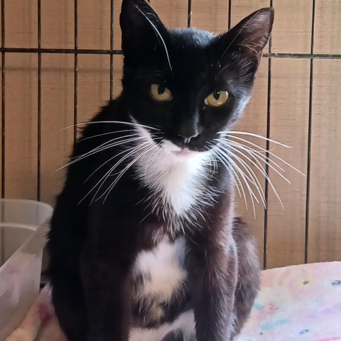 Lucy, a Adoptable Domestic Short Hair in St. Marys, WV image 6/6