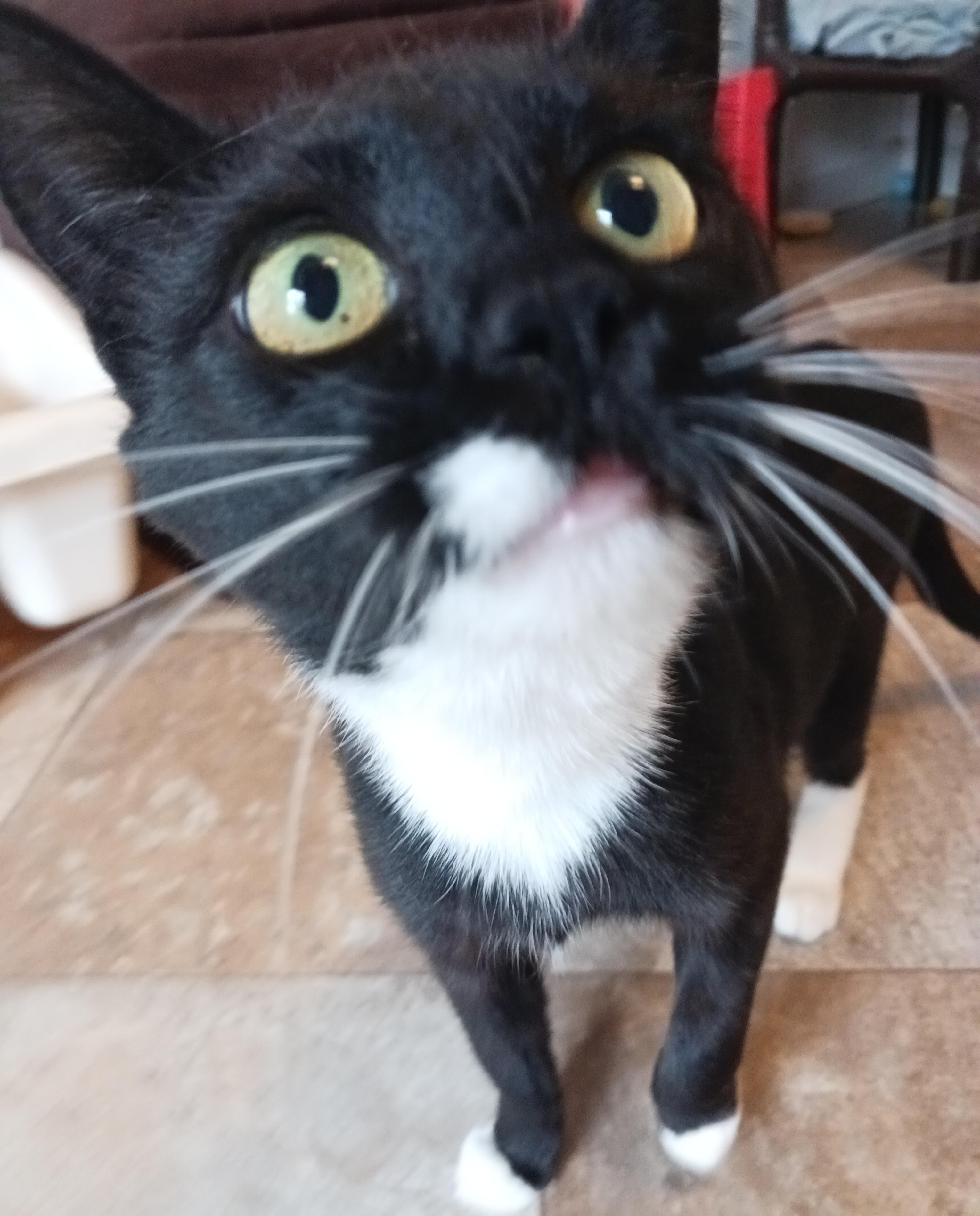 Lucy, a Adoptable Domestic Short Hair in St. Marys, WV image 3/6