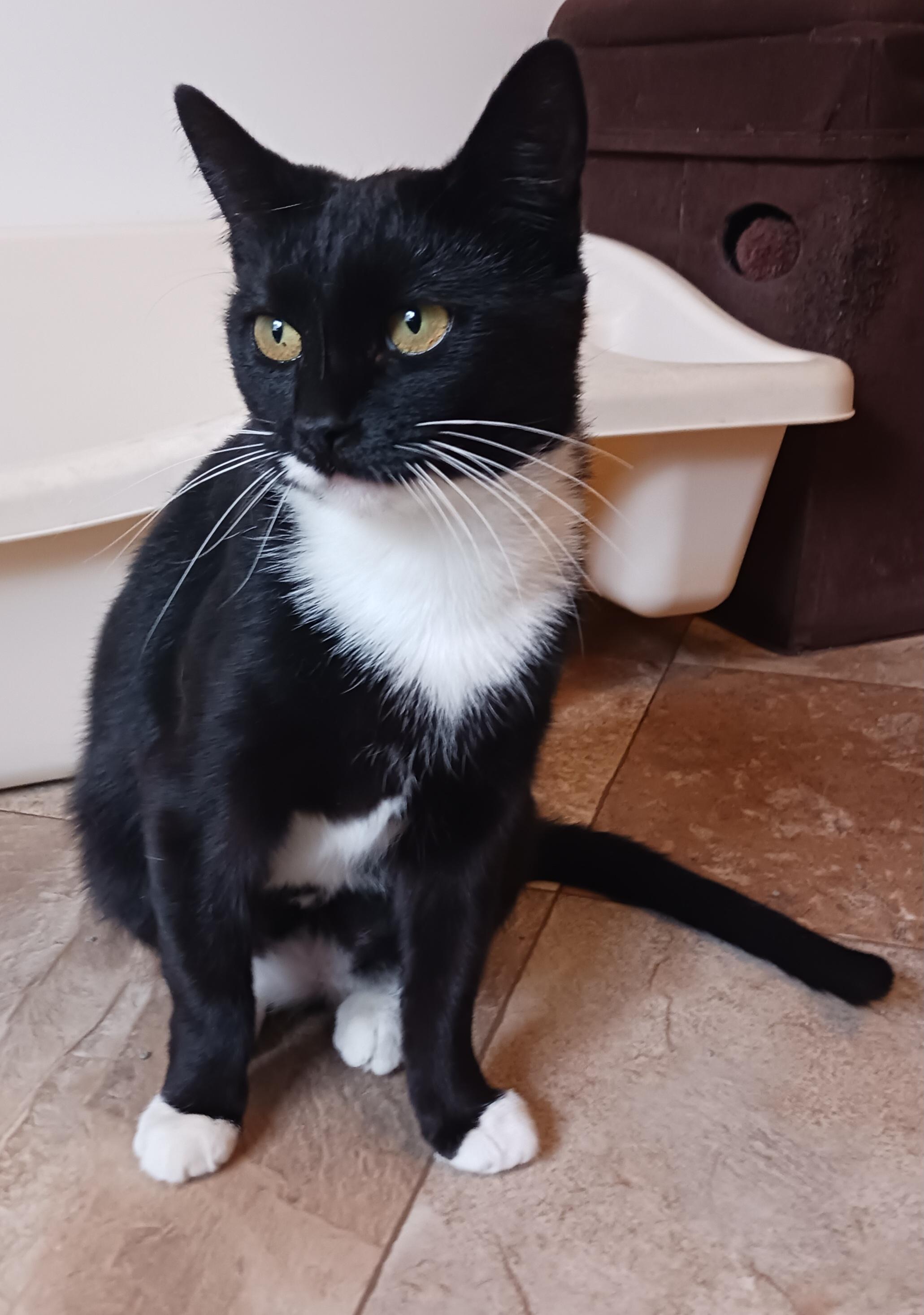 Lucy, a Adoptable Domestic Short Hair in St. Marys, WV image 5/6