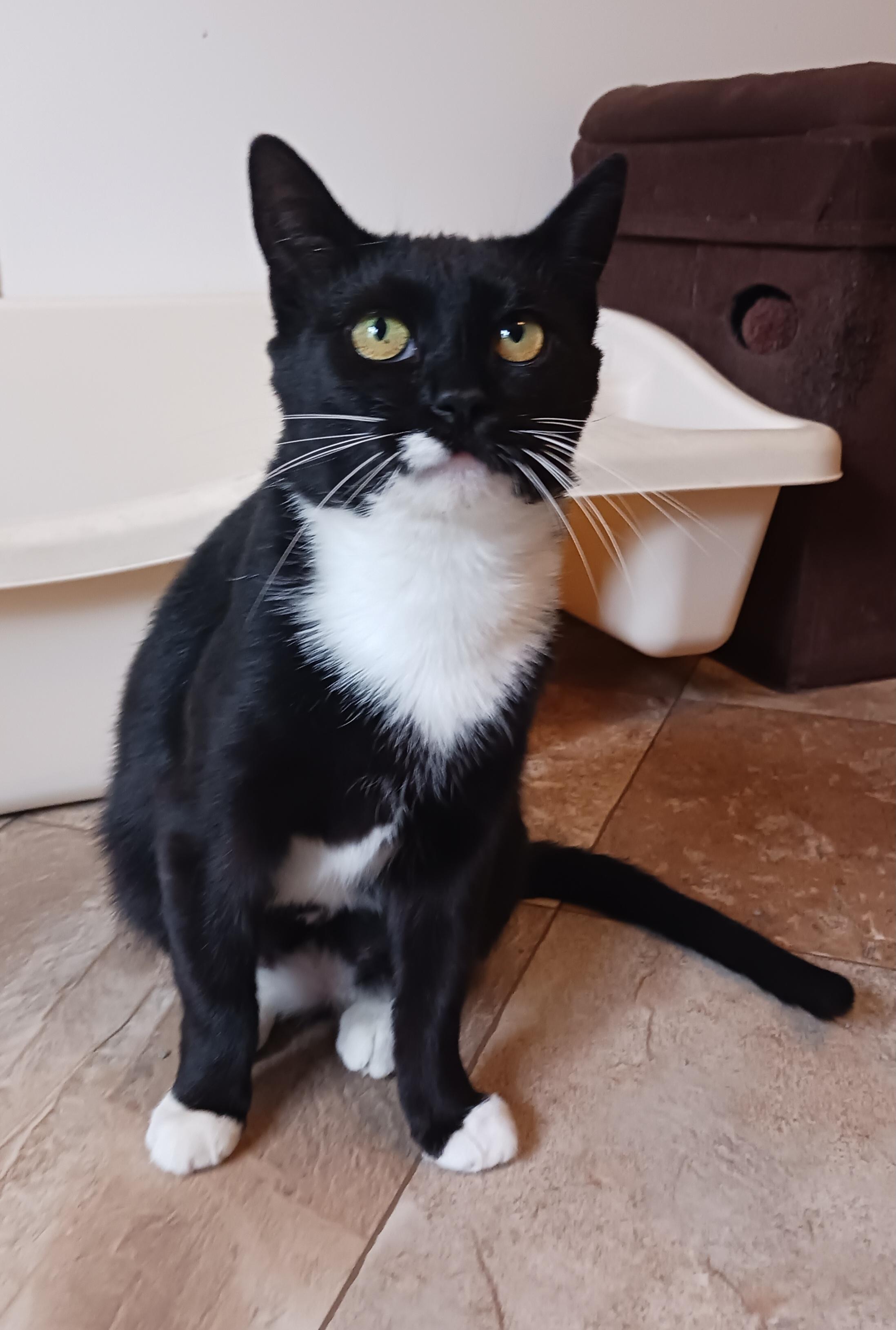 Lucy, a Adoptable Domestic Short Hair in St. Marys, WV image 2/6