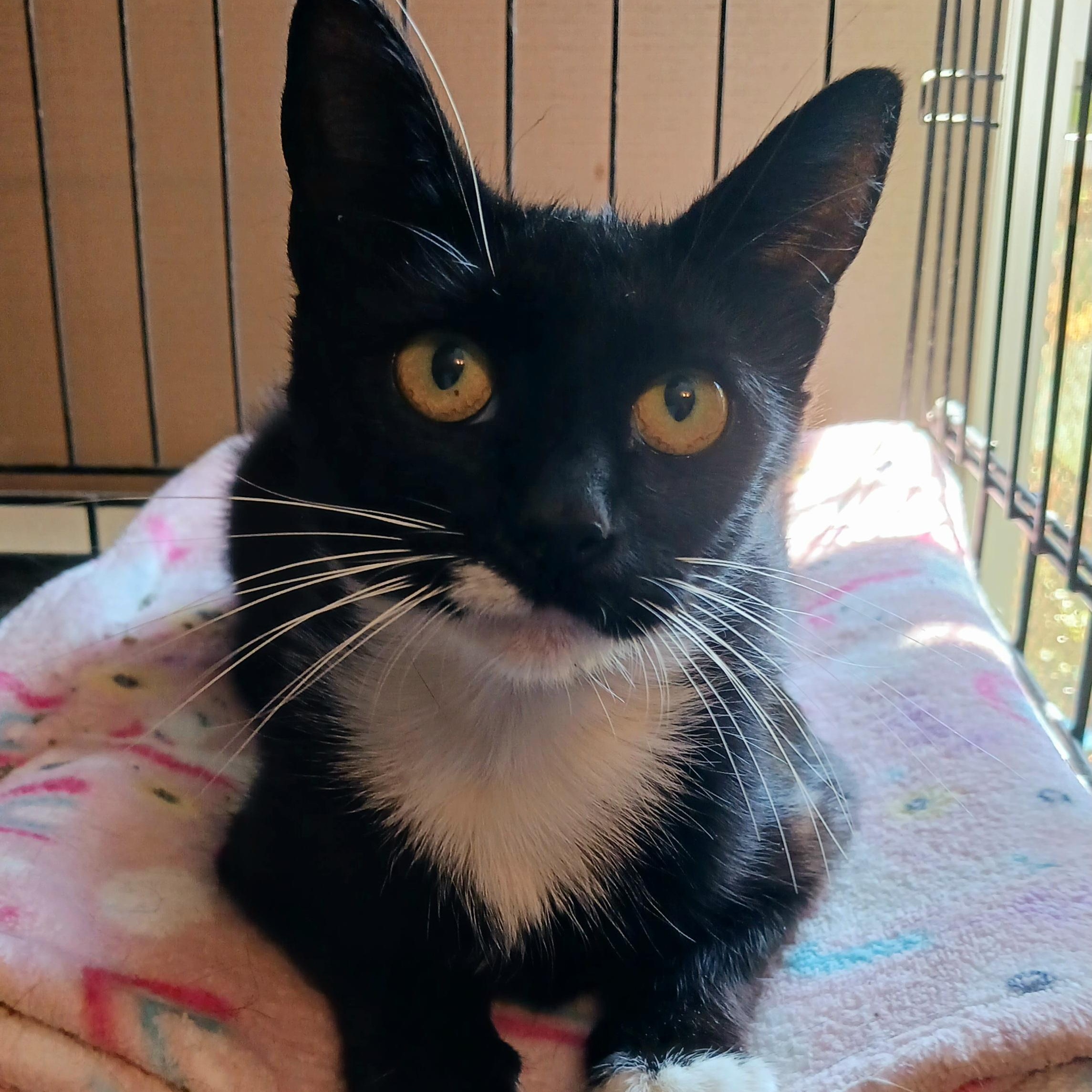 Lucy, a Adoptable Domestic Short Hair in St. Marys, WV image 4/6