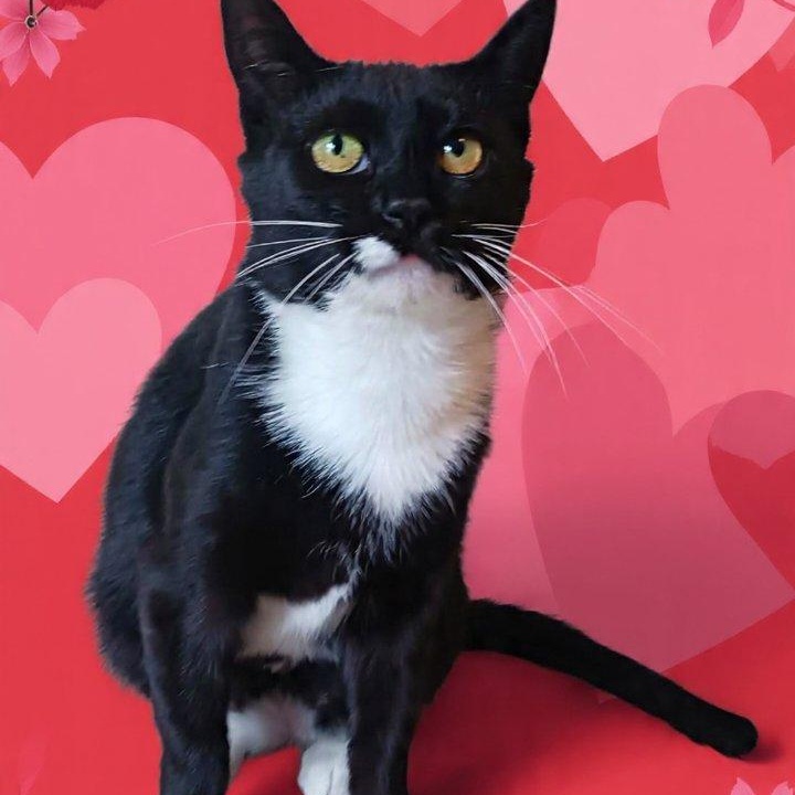 Enlarge Lucy, a Adoptable Domestic Short Hair in St. Marys, WV image 1/5