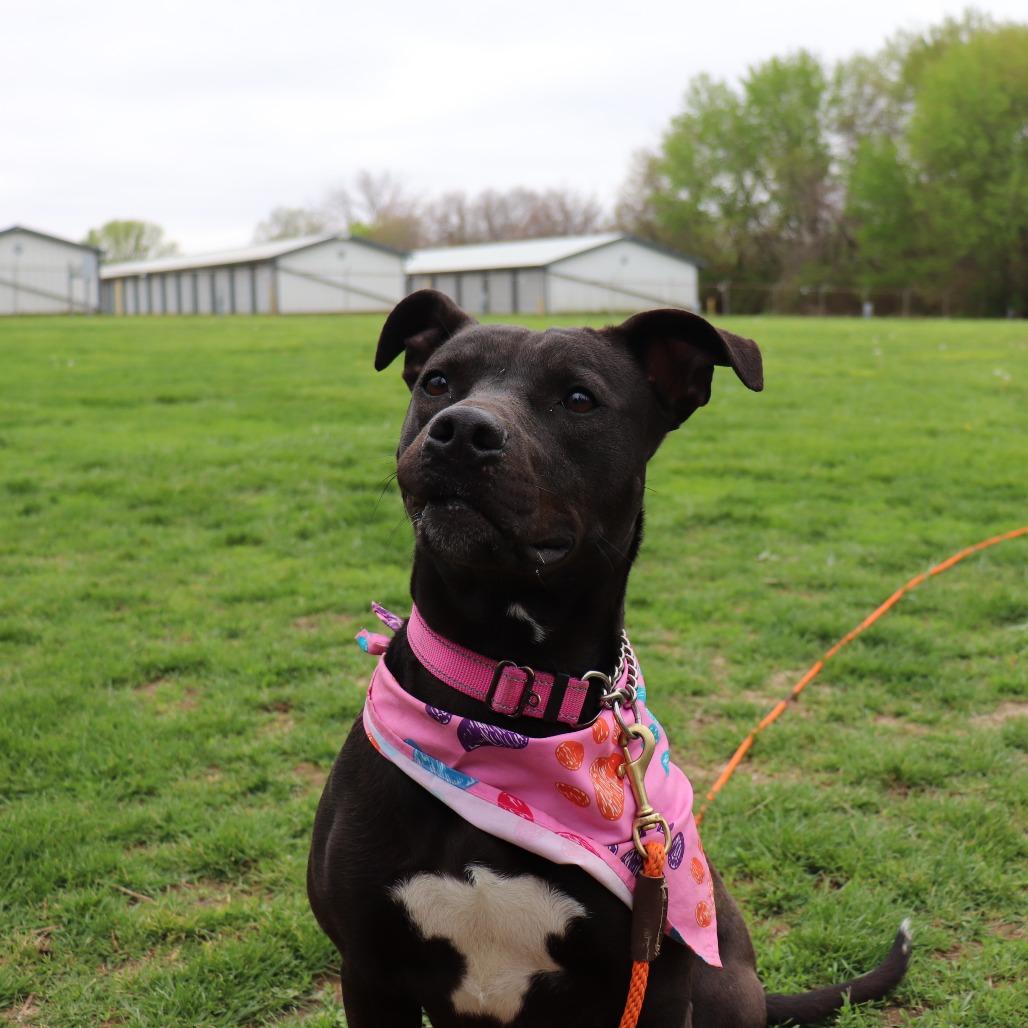 Birdie, a Adoptable mixed breed in Brookfield, WI image 1/6