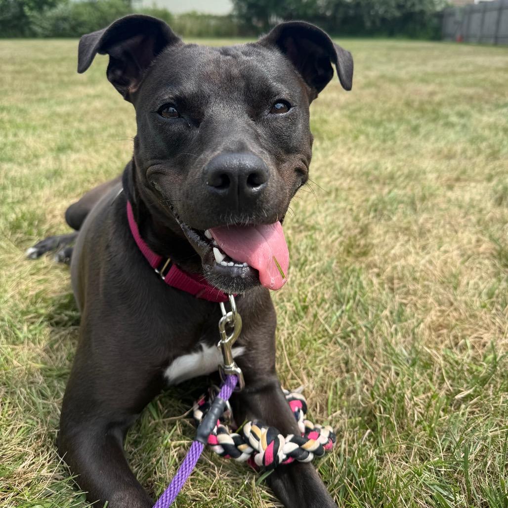Birdie, a Adoptable mixed breed in Brookfield, WI image 2/6