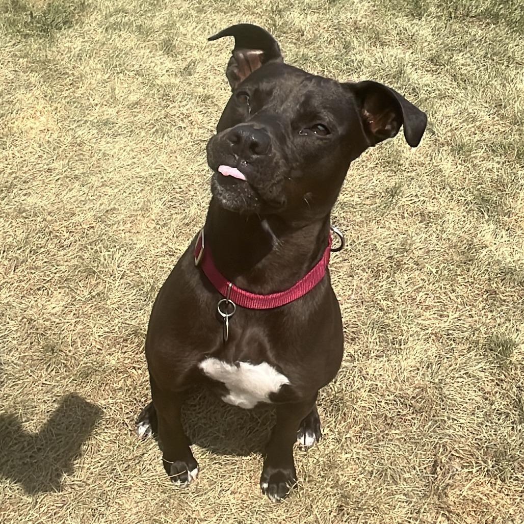 Birdie, a Adoptable mixed breed in Brookfield, WI image 3/6