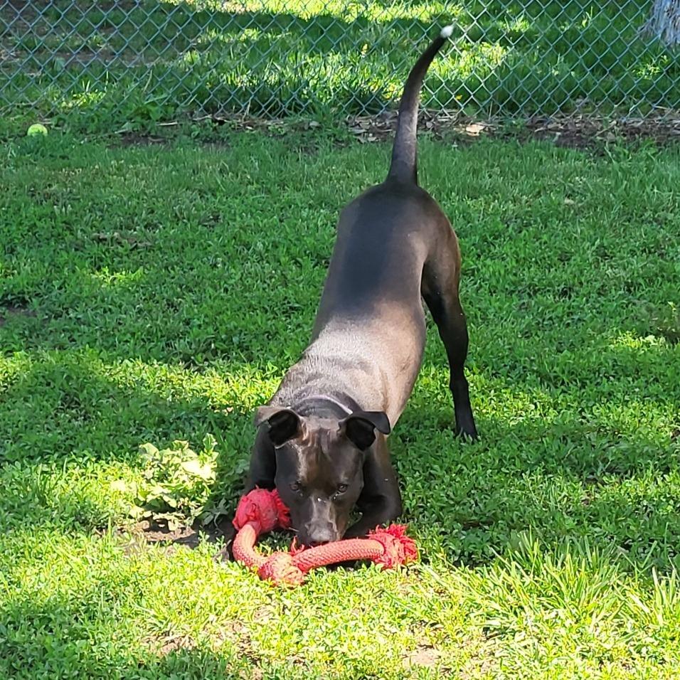 Birdie, a Adoptable mixed breed in Brookfield, WI image 4/6