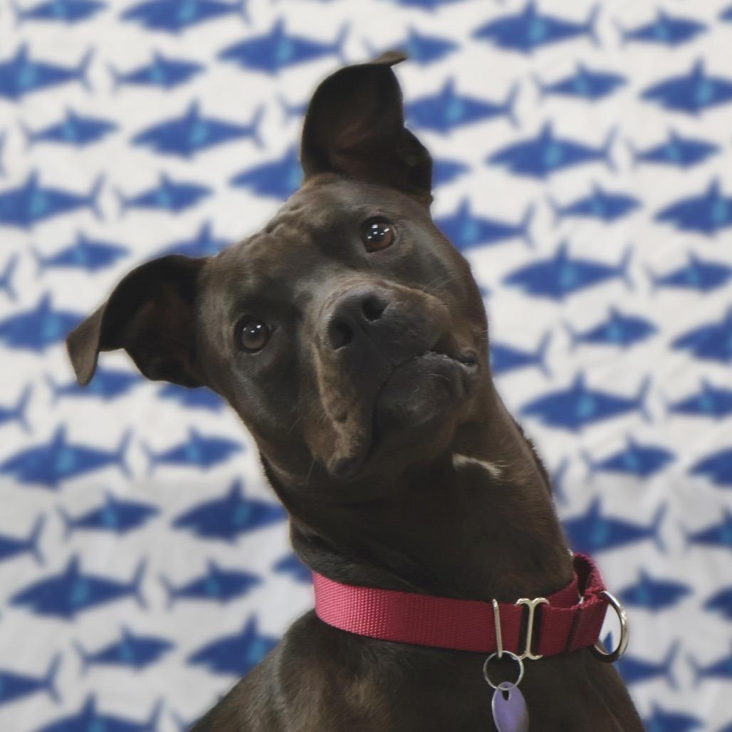 Birdie, a Adoptable mixed breed in Brookfield, WI image 5/6