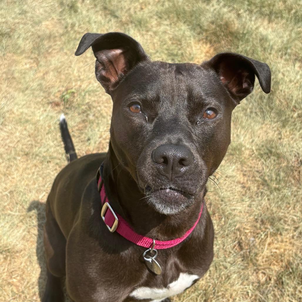 Birdie, a Adoptable mixed breed in Brookfield, WI image 6/6